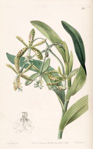 Epidendrum cristatum（syn。Epidendrum raniferumとして） 作： Miss Drake